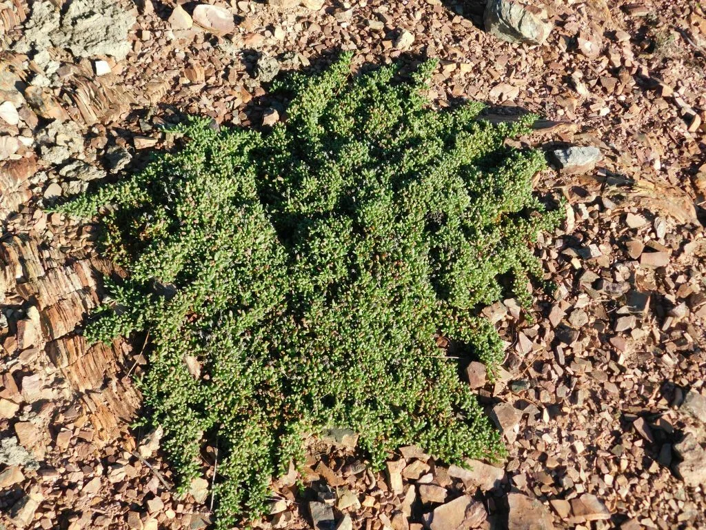 Ruschia Lineolata