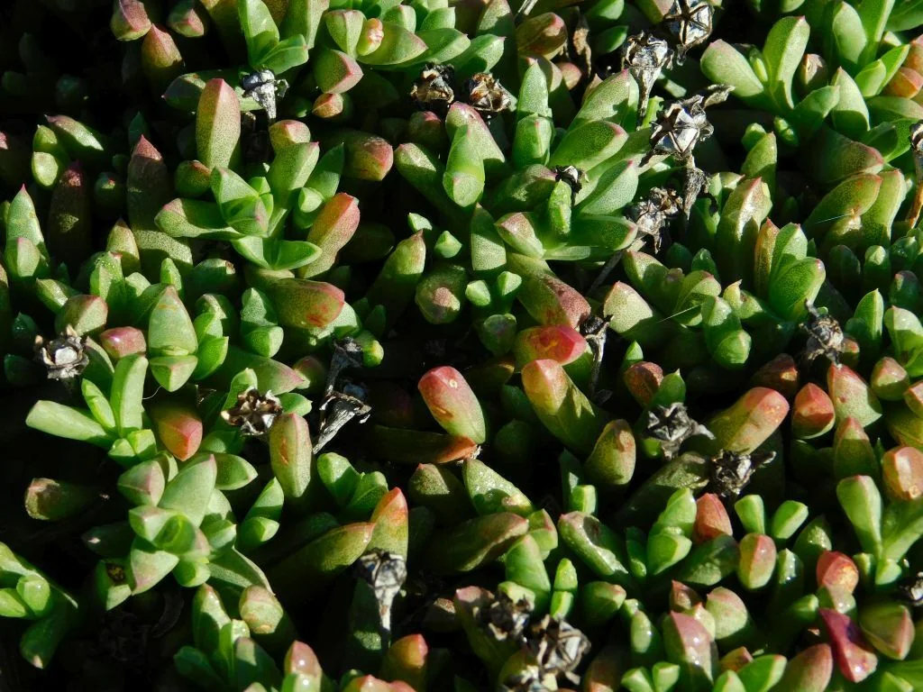 Ruschia Lineolata