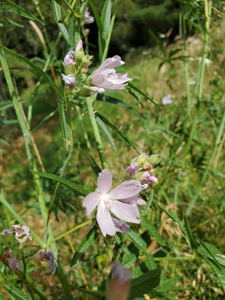 Sidalcea Campestris