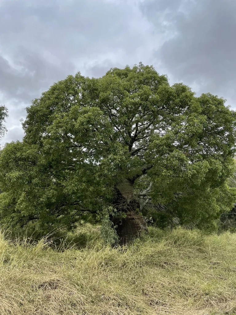 Brachychiton Rupestris