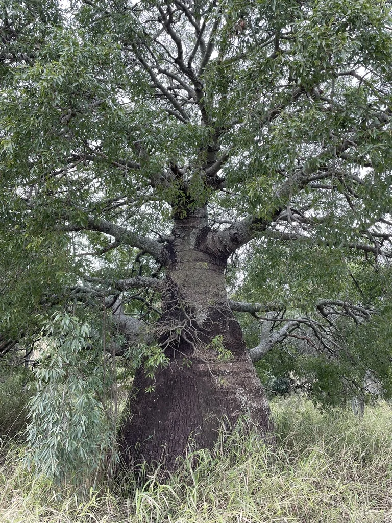 Brachychiton Rupestris