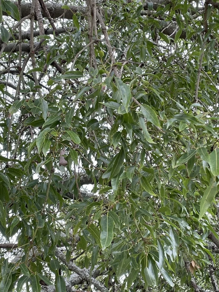 Brachychiton Rupestris