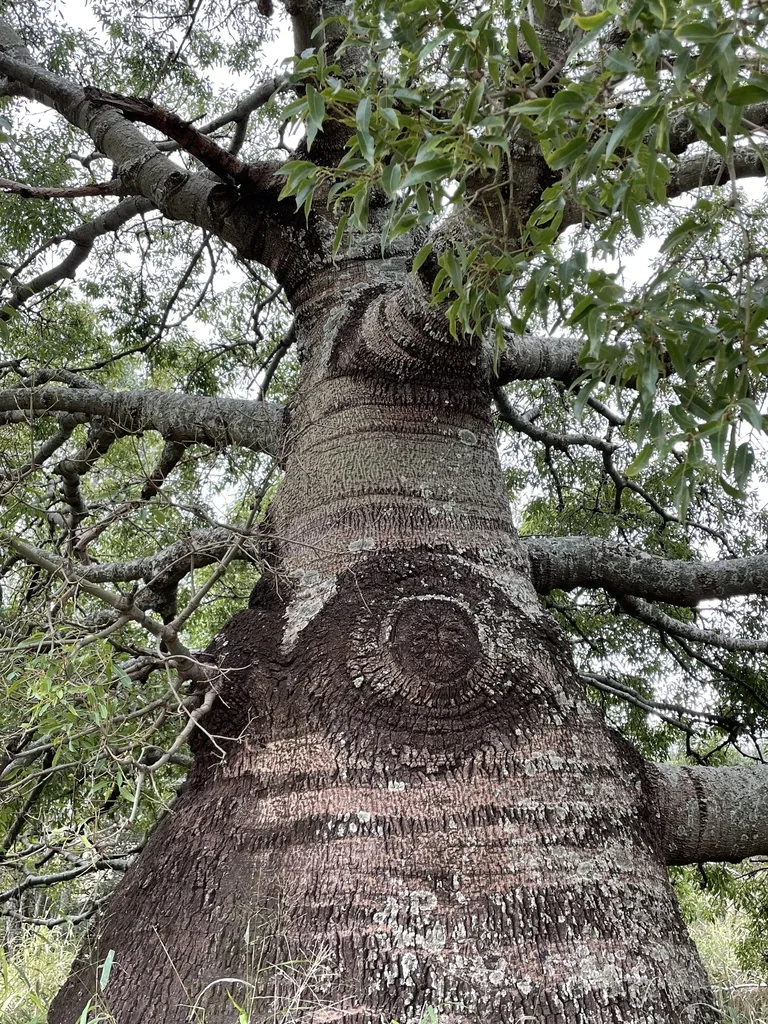 Brachychiton Rupestris