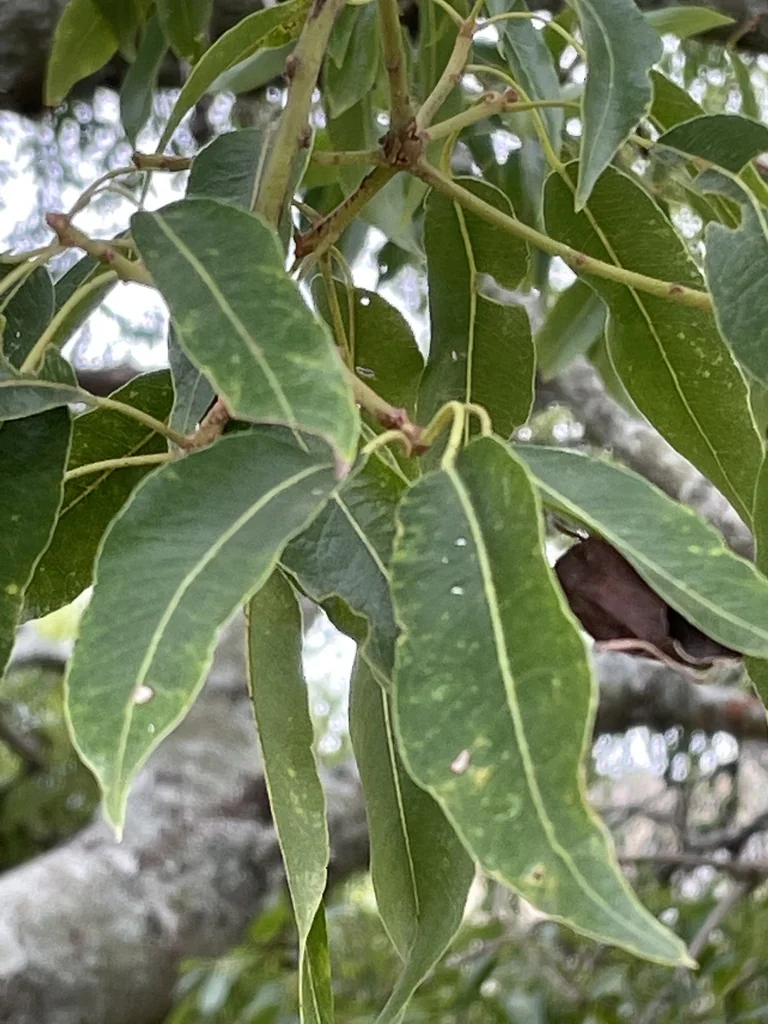 Brachychiton Rupestris