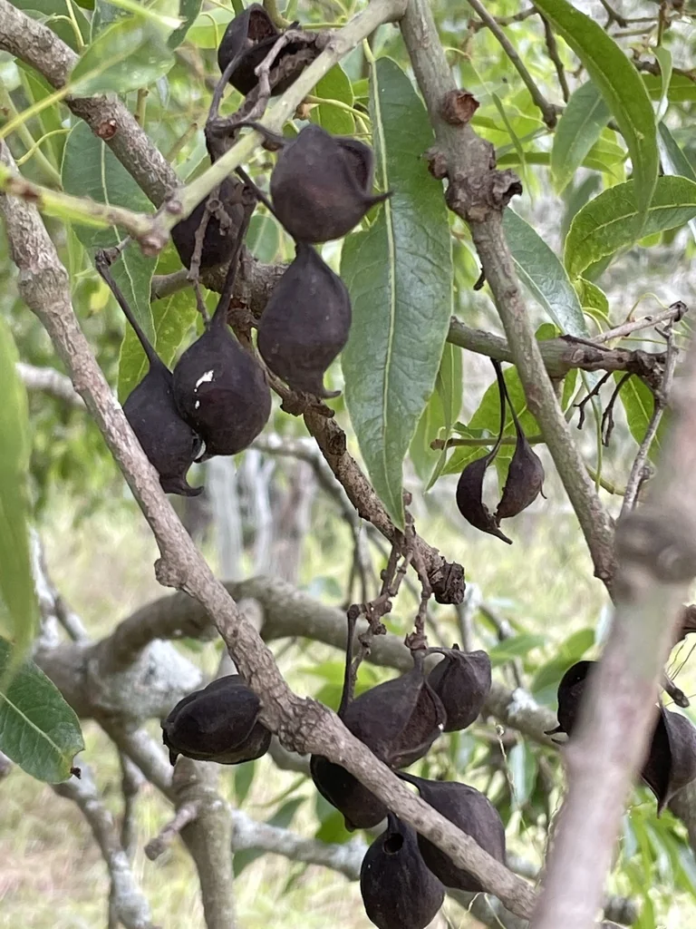 Brachychiton Rupestris