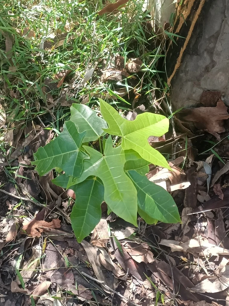 Brachychiton Acerifolius