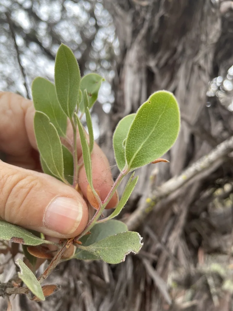 Arctostaphylos Rudis