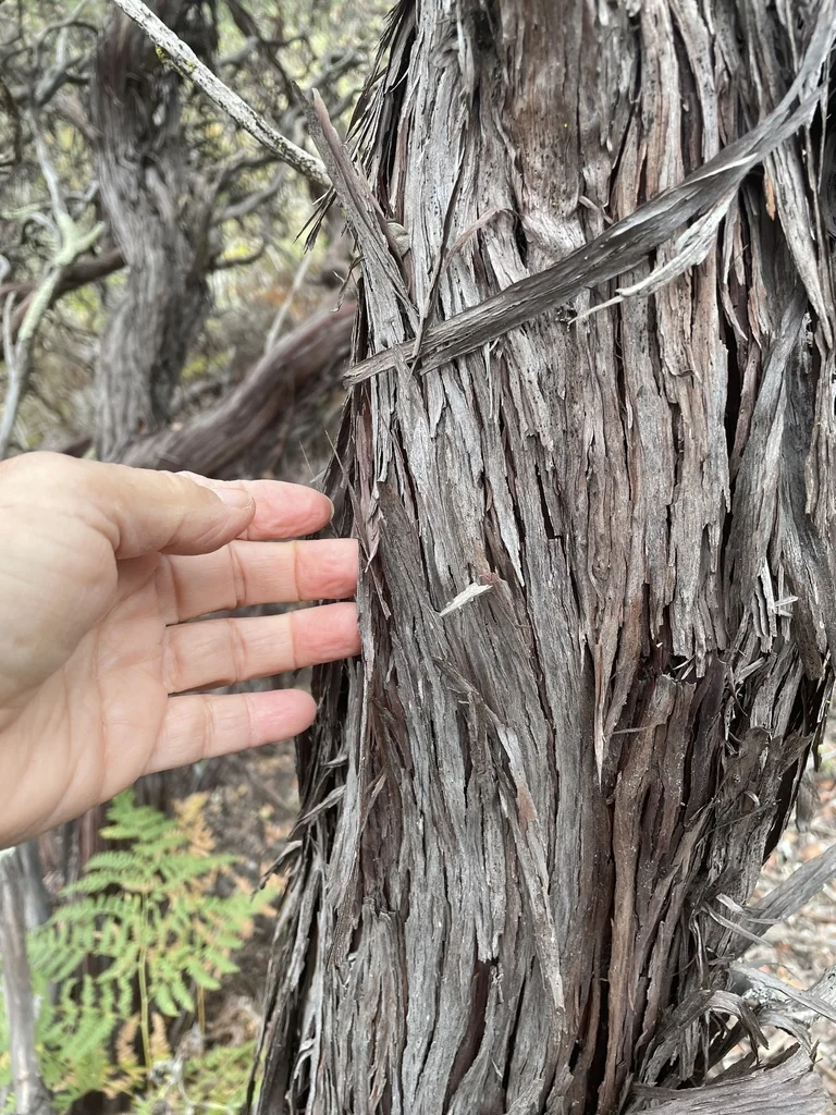 Arctostaphylos Rudis