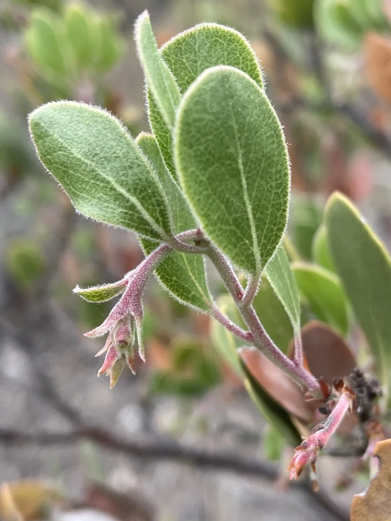 Arctostaphylos Rudis