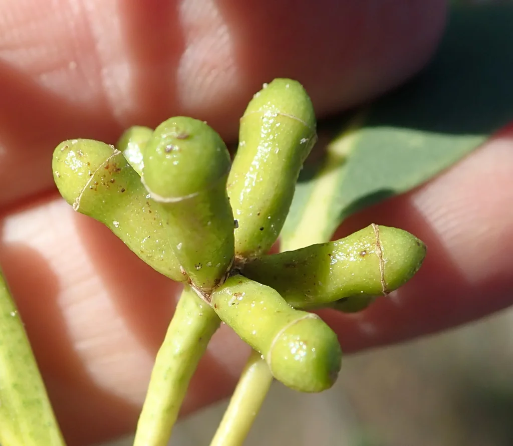 Eucalyptus Saligna