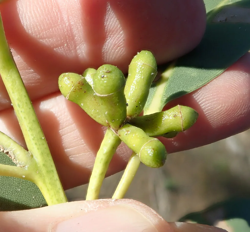 Eucalyptus Saligna