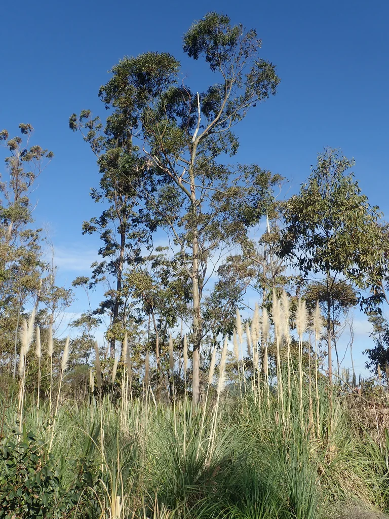 Eucalyptus Saligna