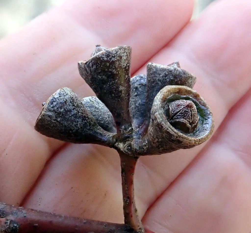 Eucalyptus Saligna