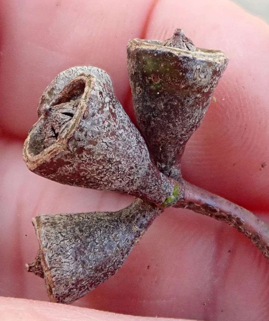 Eucalyptus Saligna