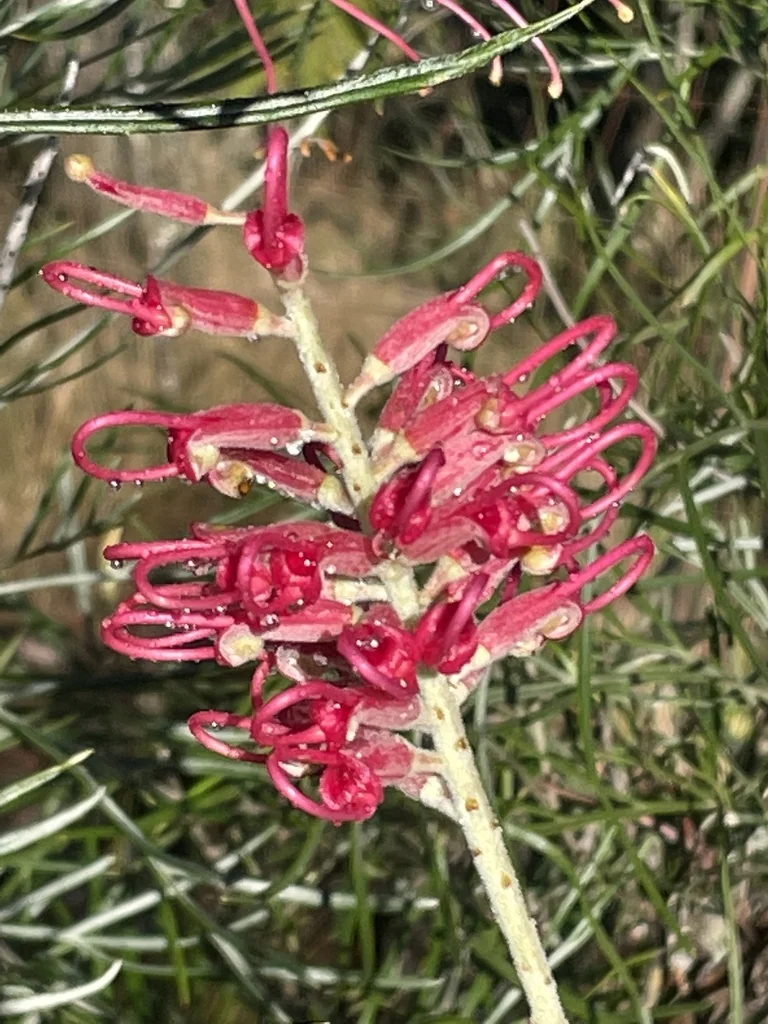 Grevillea Banksii
