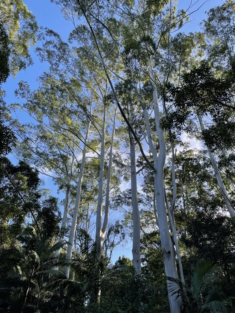Eucalyptus grandis