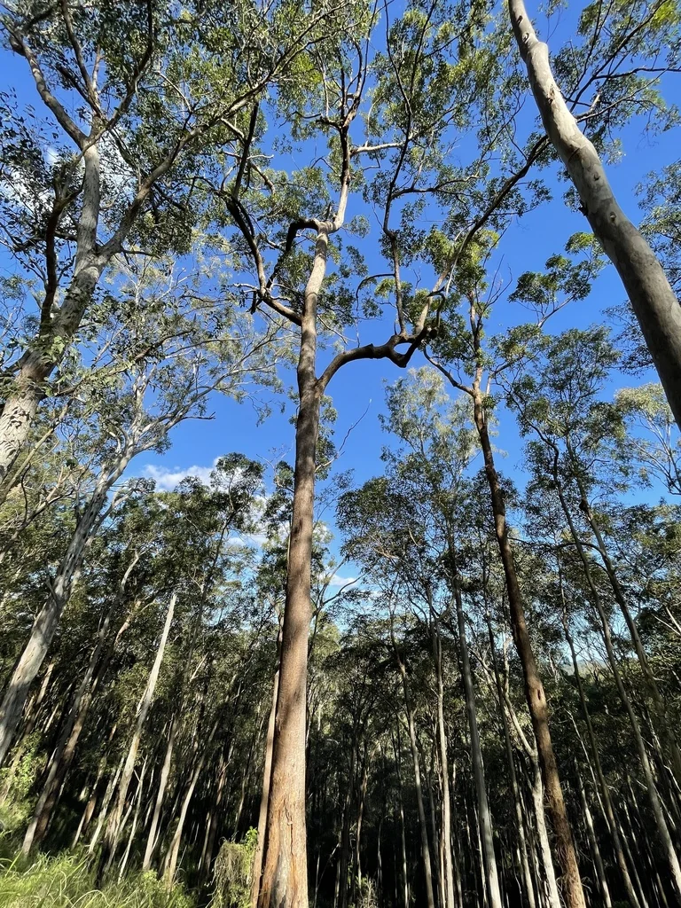 Eucalyptus Microcorys