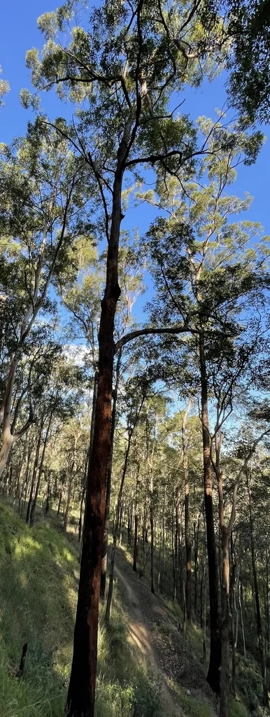 Eucalyptus Microcorys
