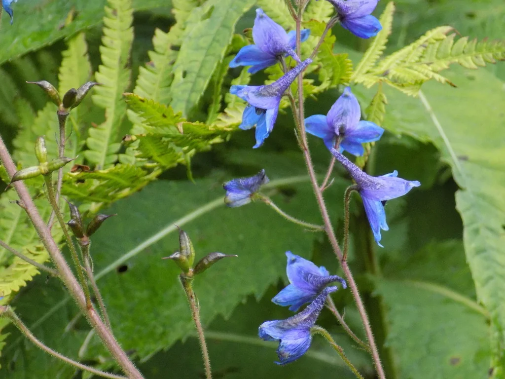 Delphinium elatum