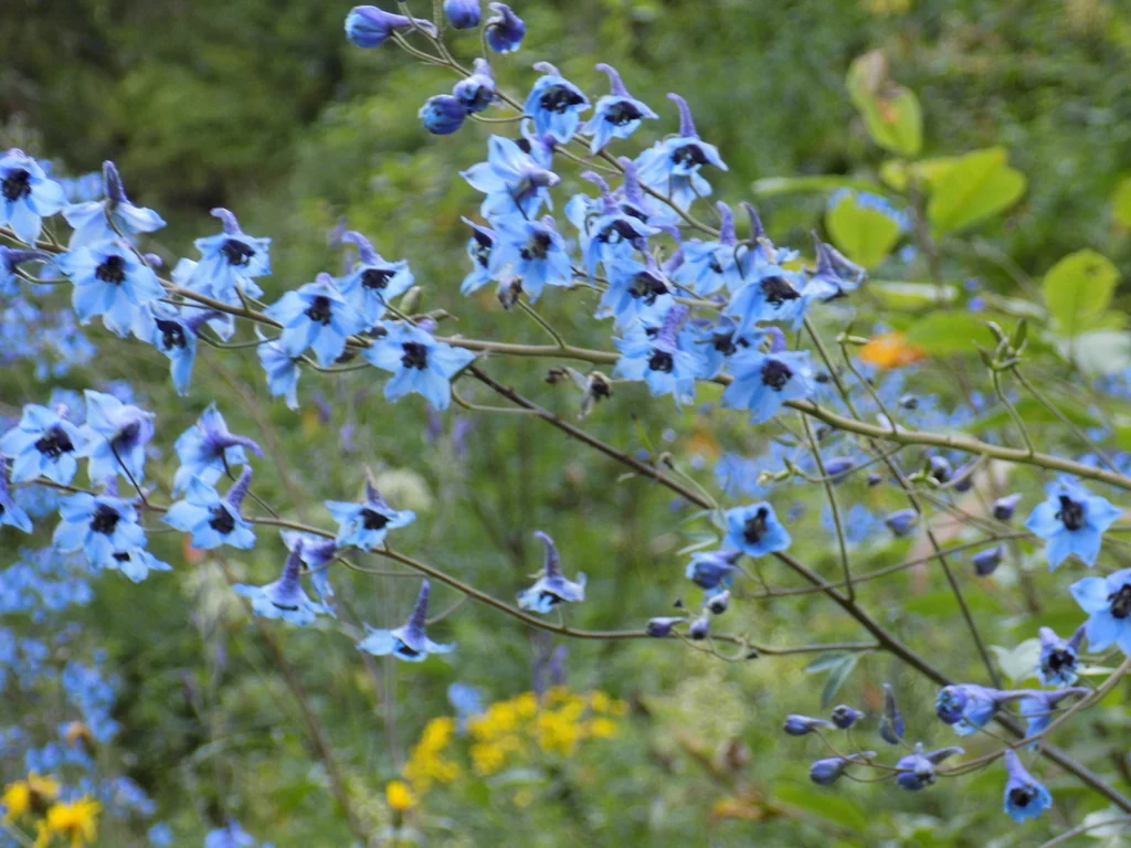 Delphinium elatum