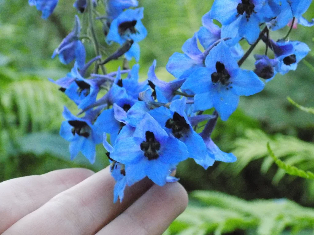 Delphinium elatum