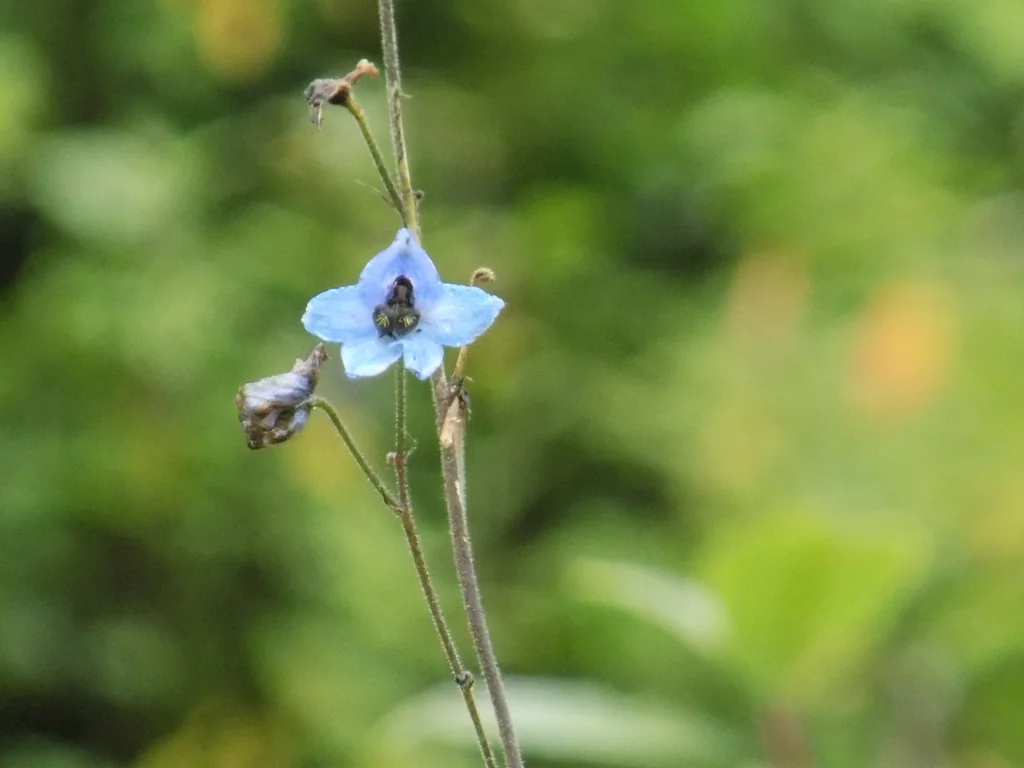 Delphinium elatum