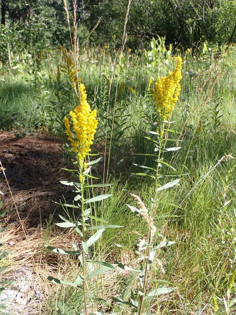 Solidago Canadensis Ssp. Elongata