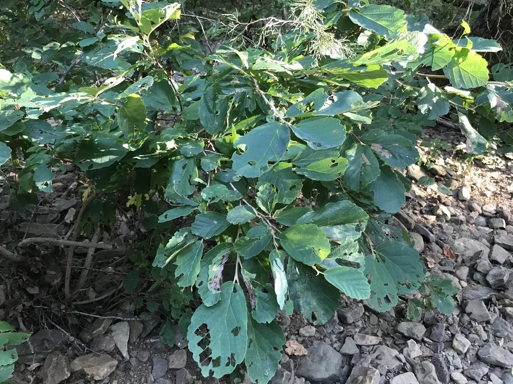 Hamamelis Vernalis