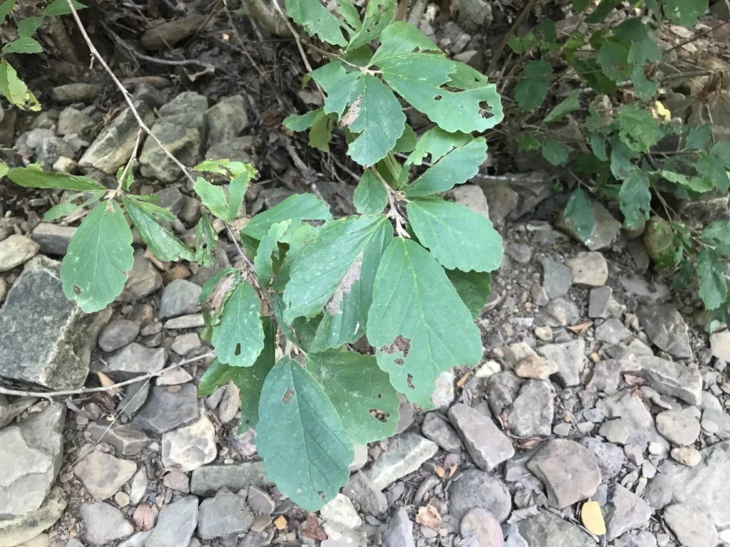 Hamamelis Vernalis