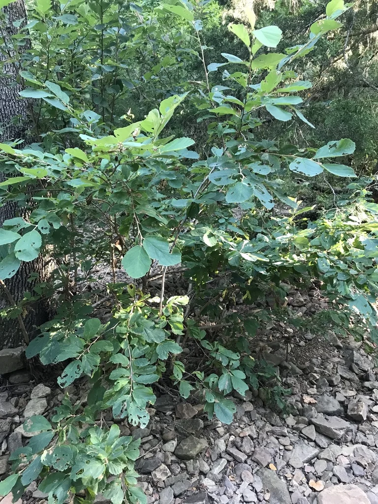 Hamamelis Vernalis
