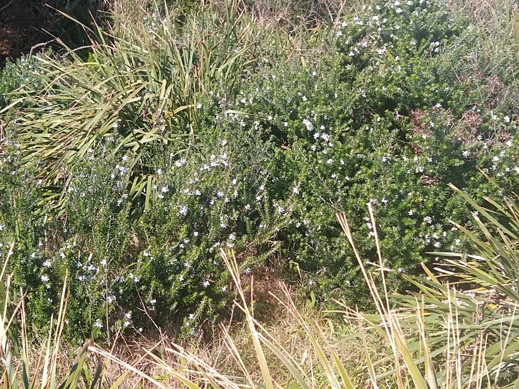 Westringia fruticosa