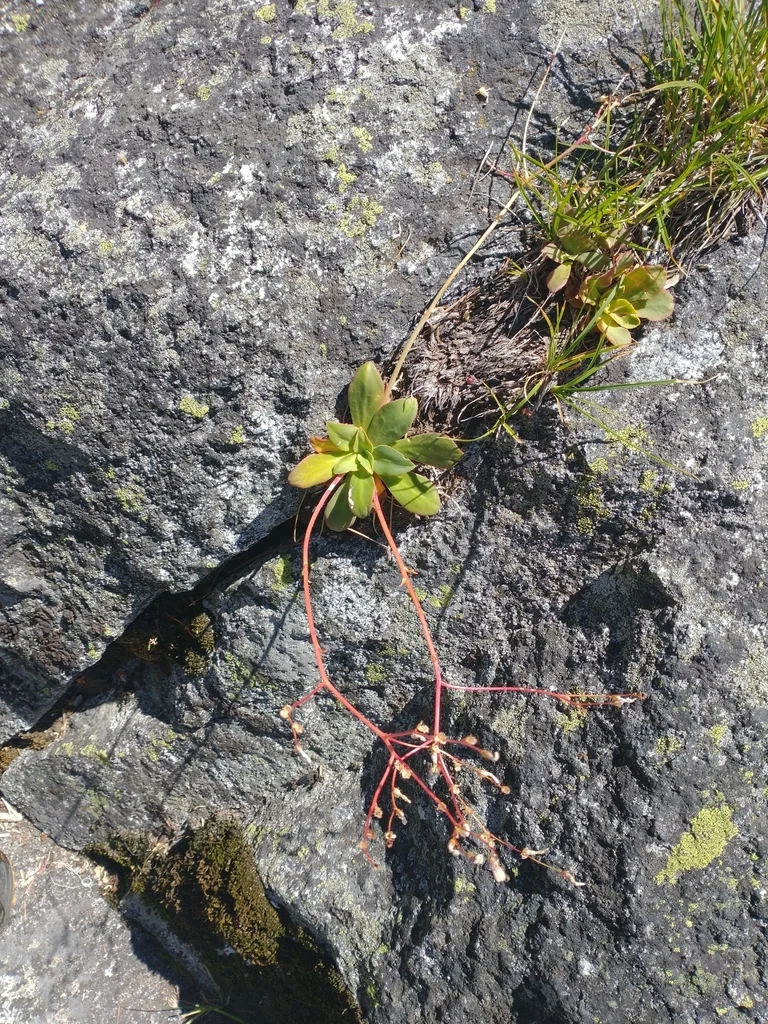 Lewisia Cotyledon