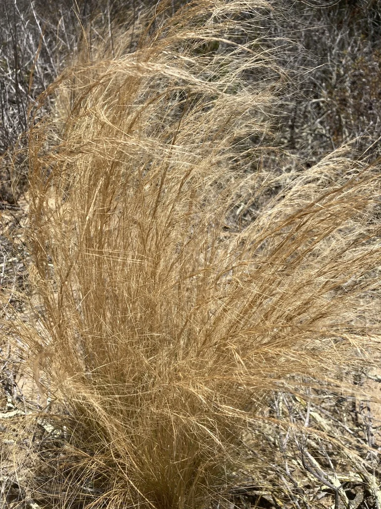 Nassella Tenuissima