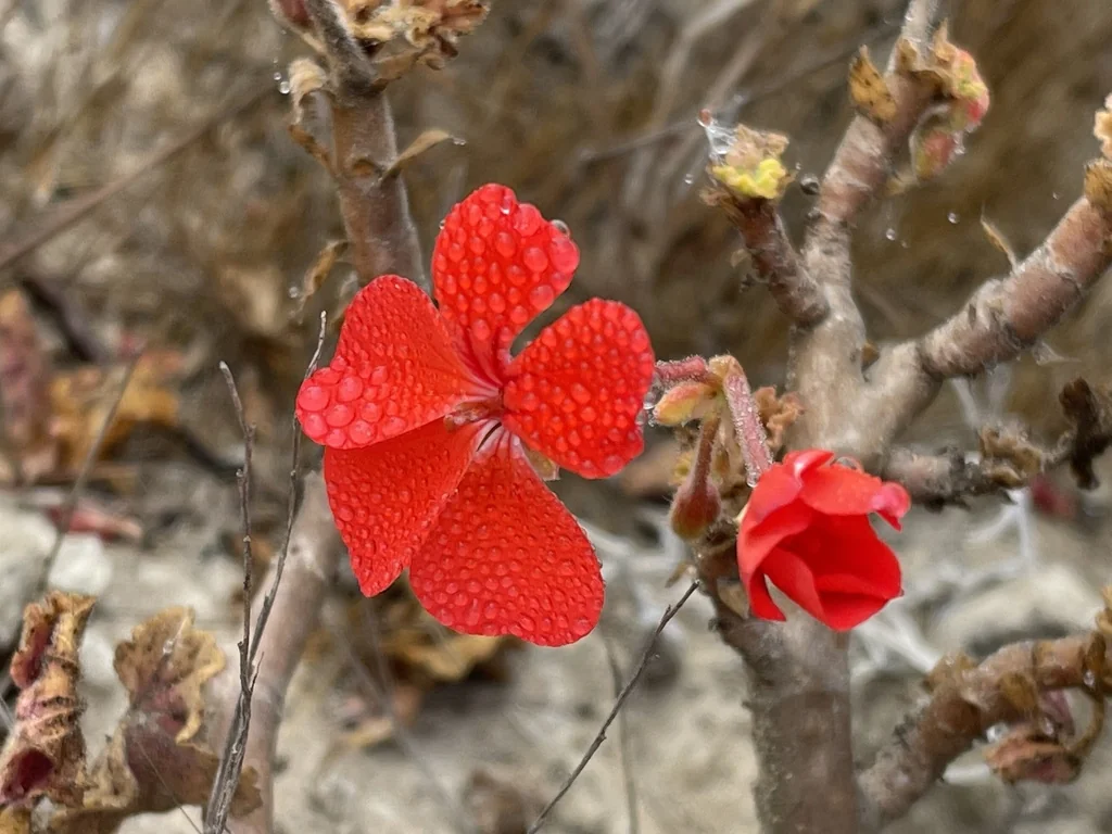 Pelargonium hortorum