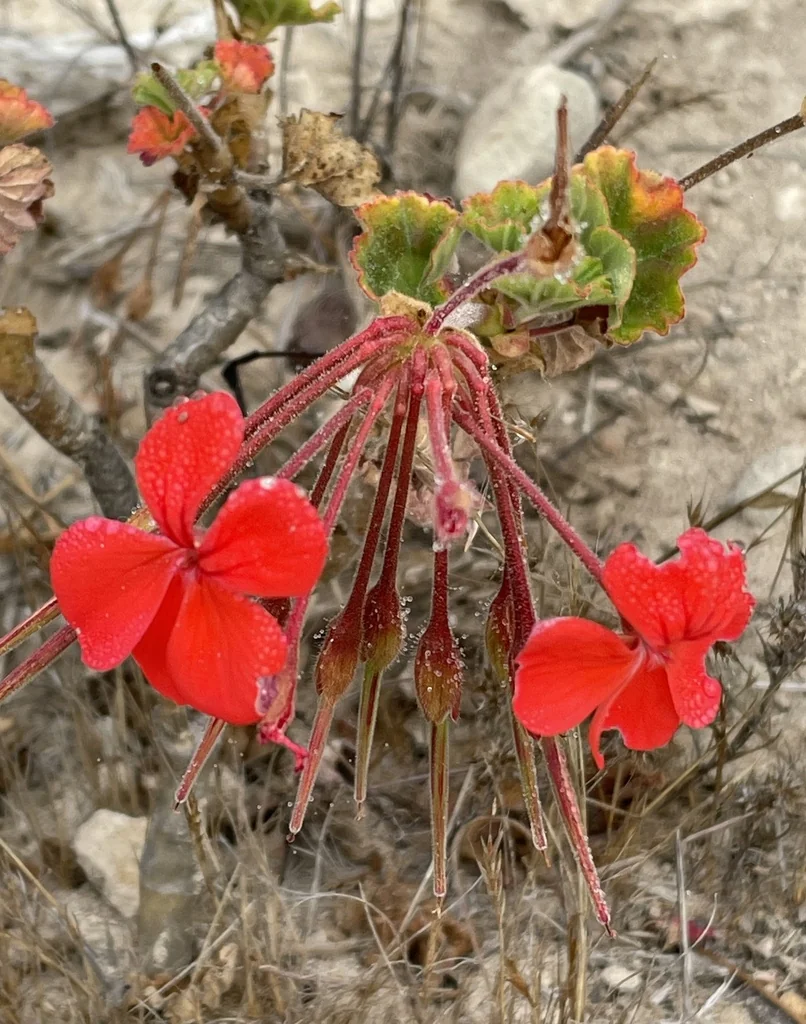 Pelargonium hortorum