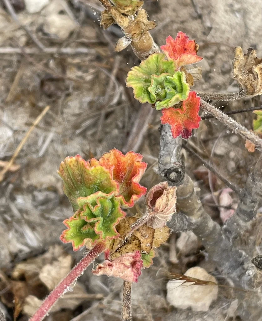 Pelargonium hortorum