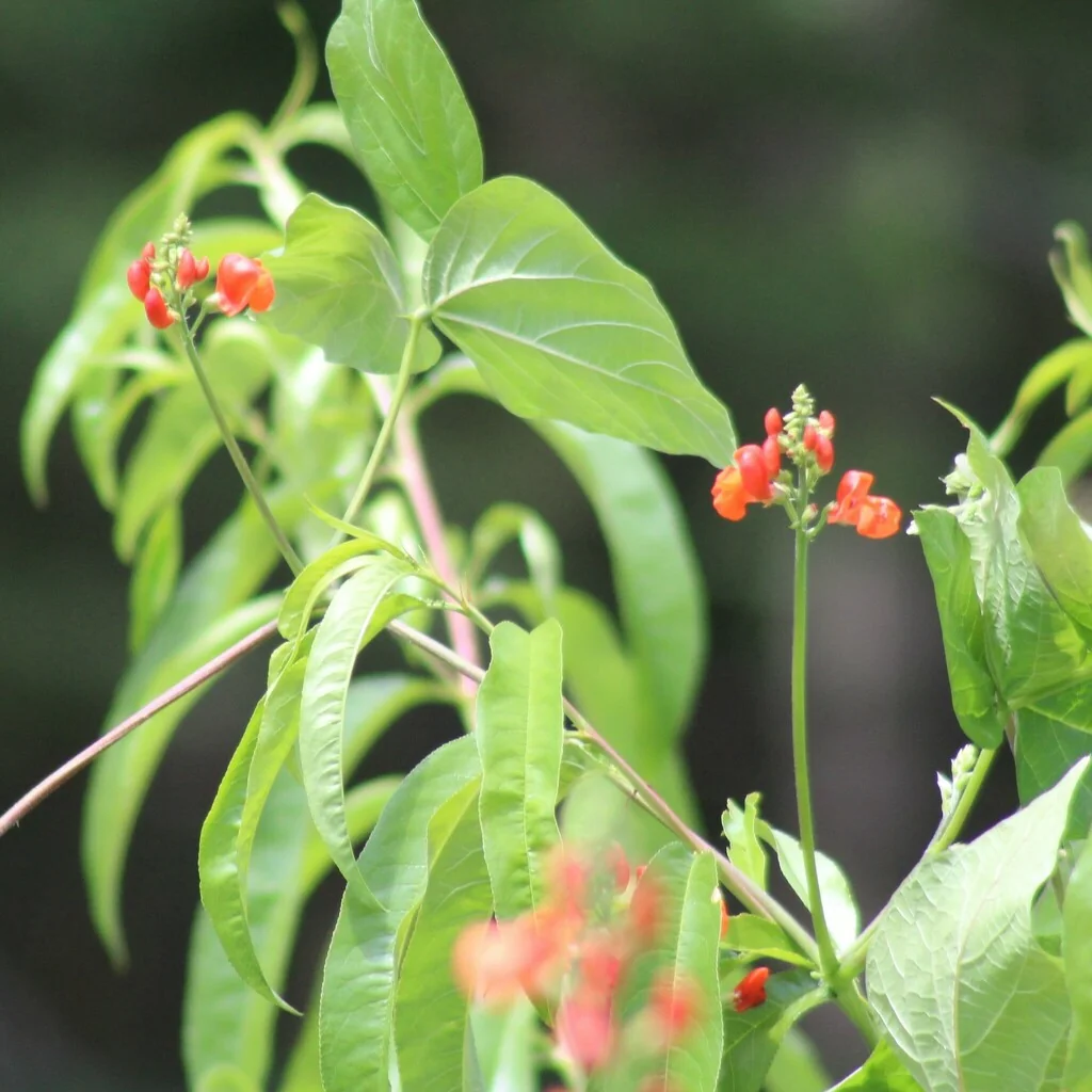 Phaseolus Coccineus