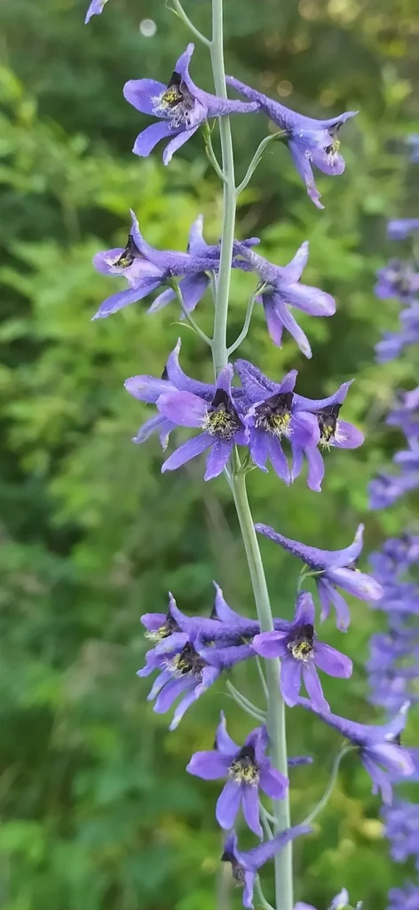 Delphinium elatum