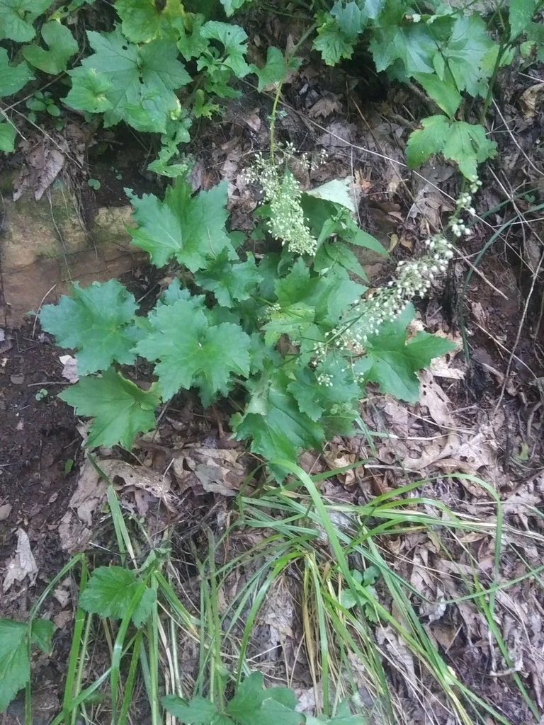 Heuchera Villosa
