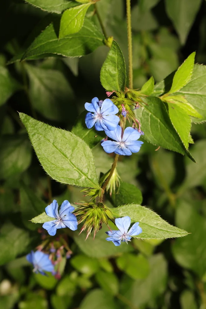 Ceratostigma Plumbaginoides