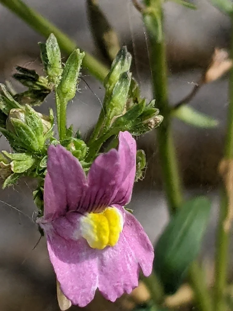 Nemesia fruticans