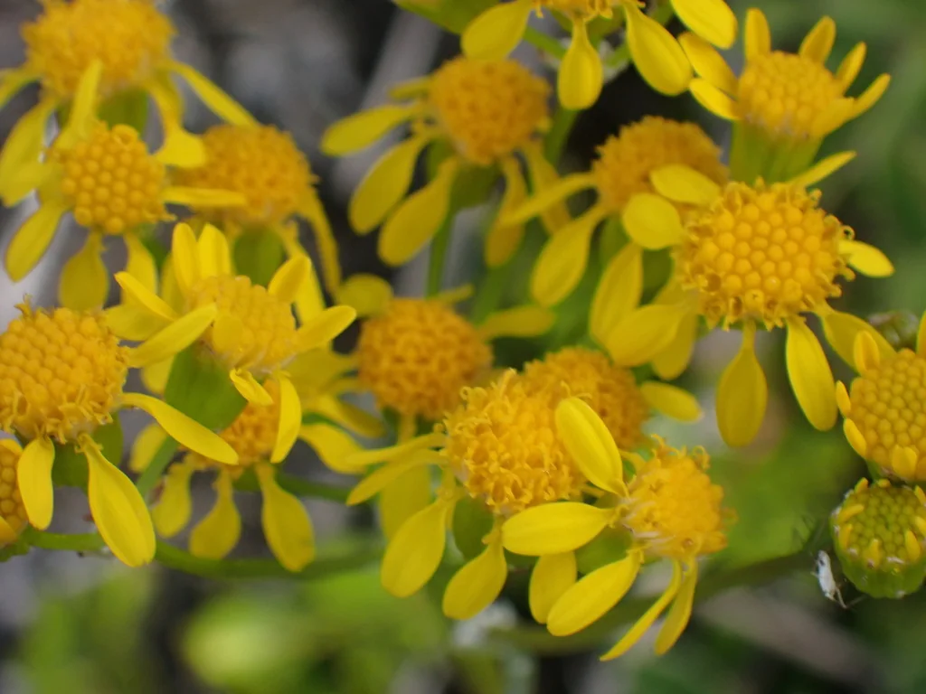 Senecio Fulgens