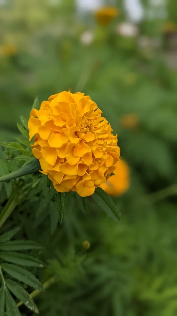 Tagetes Erecta