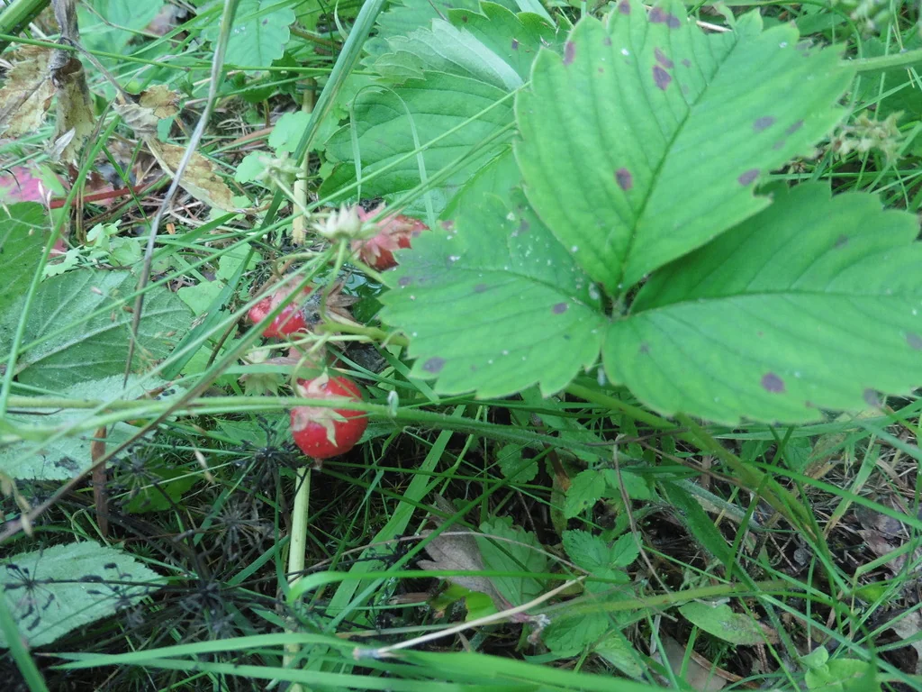 Fragaria ananassa