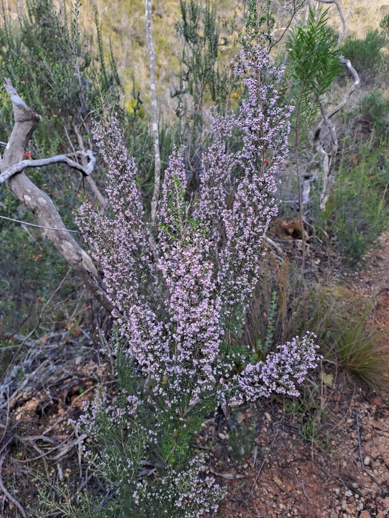 Erica Canaliculata