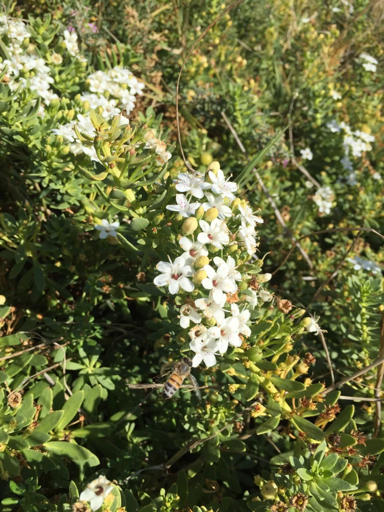 Myoporum Parvifolium