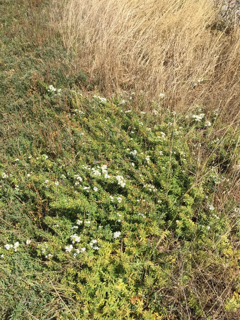 Myoporum Parvifolium