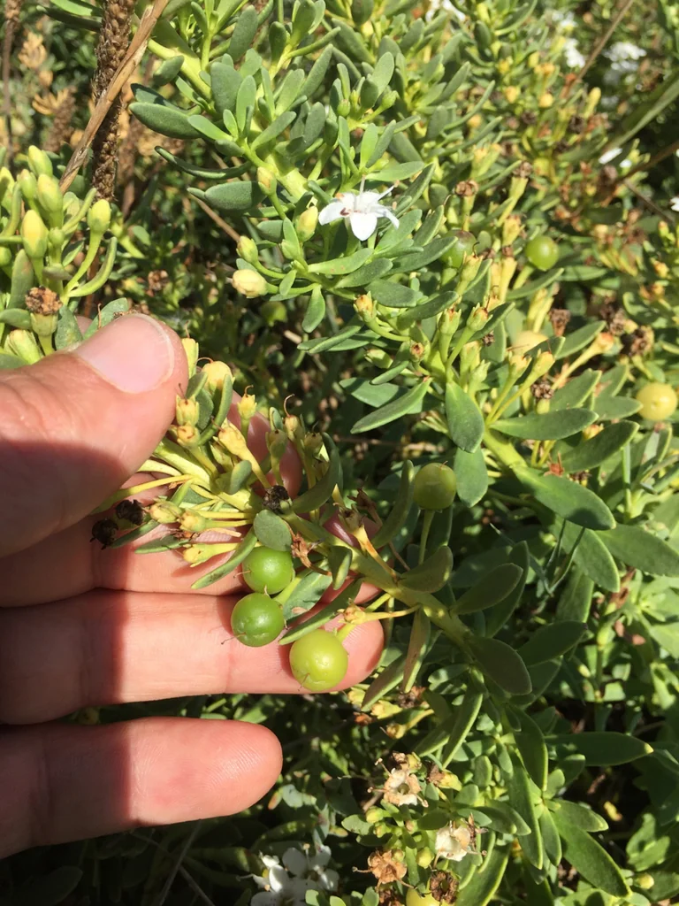 Myoporum Parvifolium