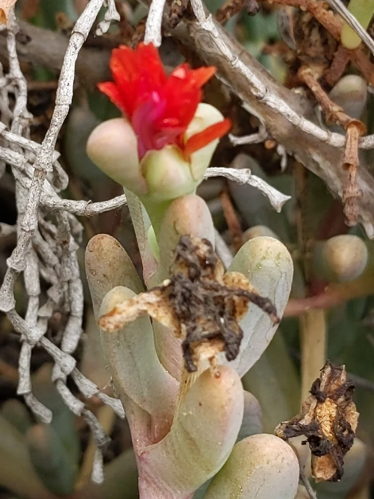Malephora Crocea