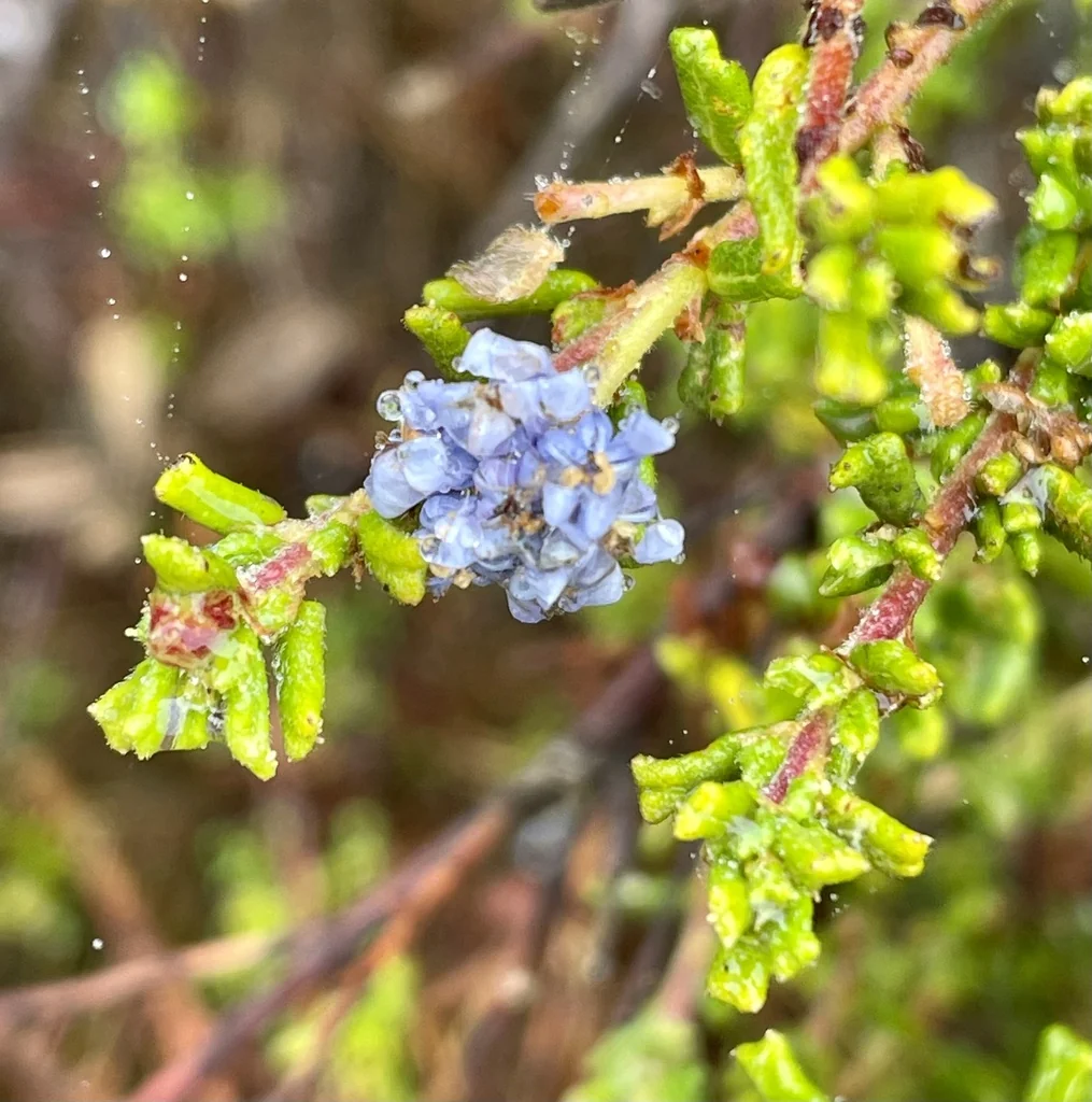 Ceanothus Dentatus